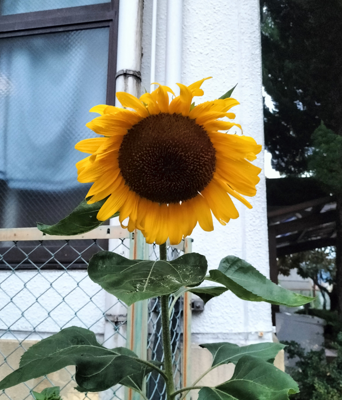 夏季休業のお知らせ